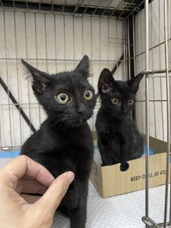 Stuart &amp; Scout  - Domestic Short Hair Cat