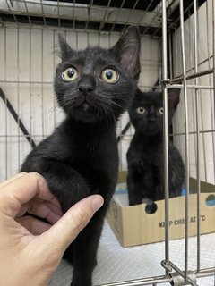 Stuart &amp; Scout  - Domestic Short Hair Cat