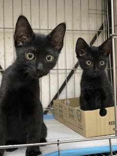 Stuart &amp; Scout  - Domestic Short Hair Cat