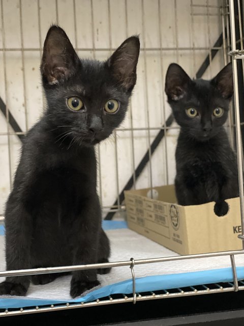 Stuart &amp; Scout  - Domestic Short Hair Cat