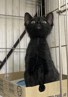 Stuart &amp; Scout  - Domestic Short Hair Cat