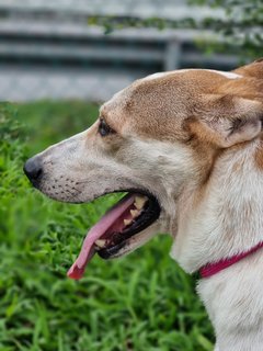 Clarice The Tripod - Mixed Breed Dog