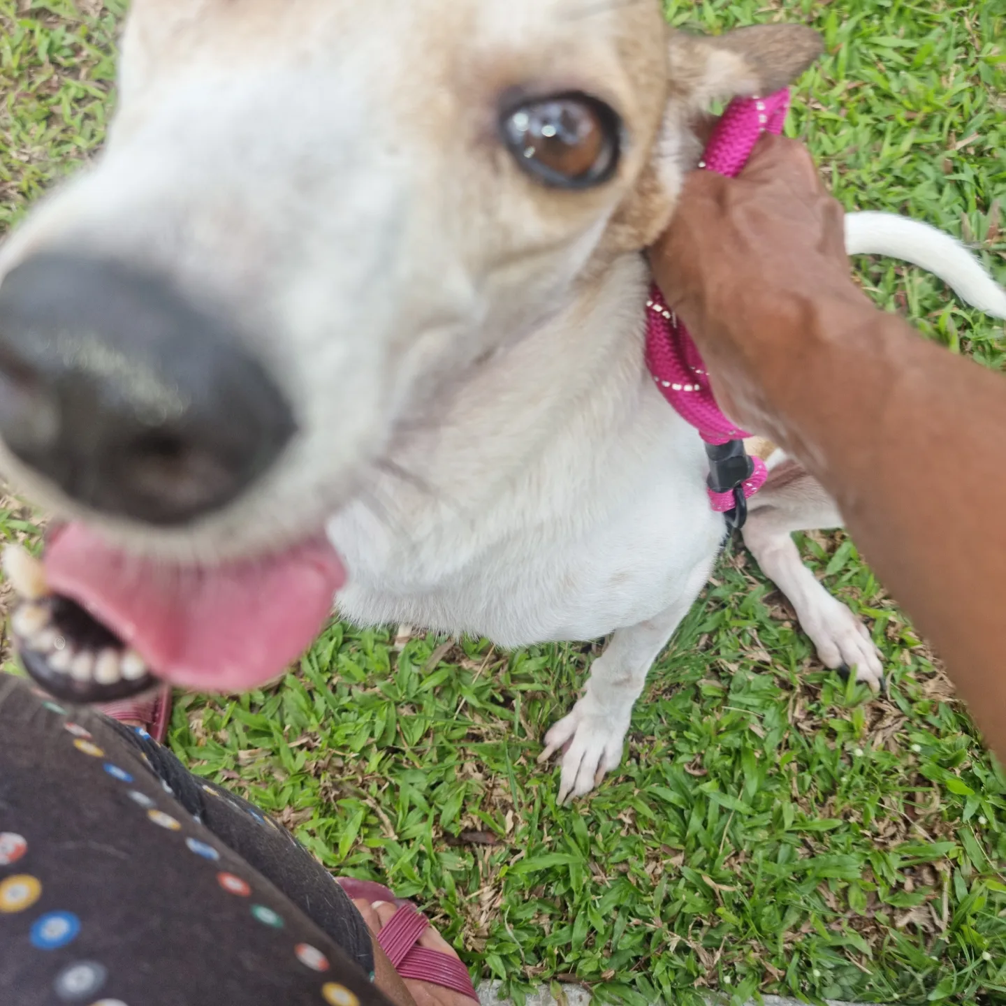 Clarice The Tripod - Mixed Breed Dog