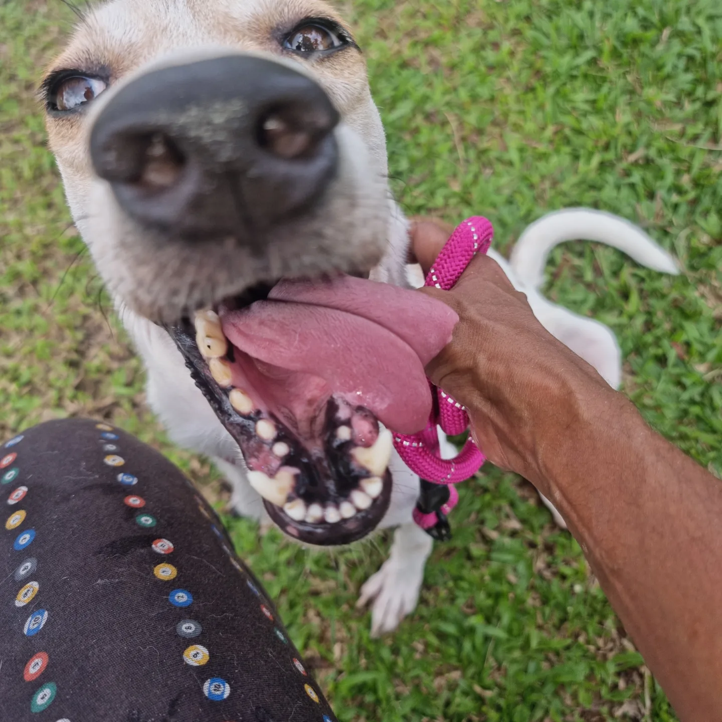 Clarice The Tripod - Mixed Breed Dog