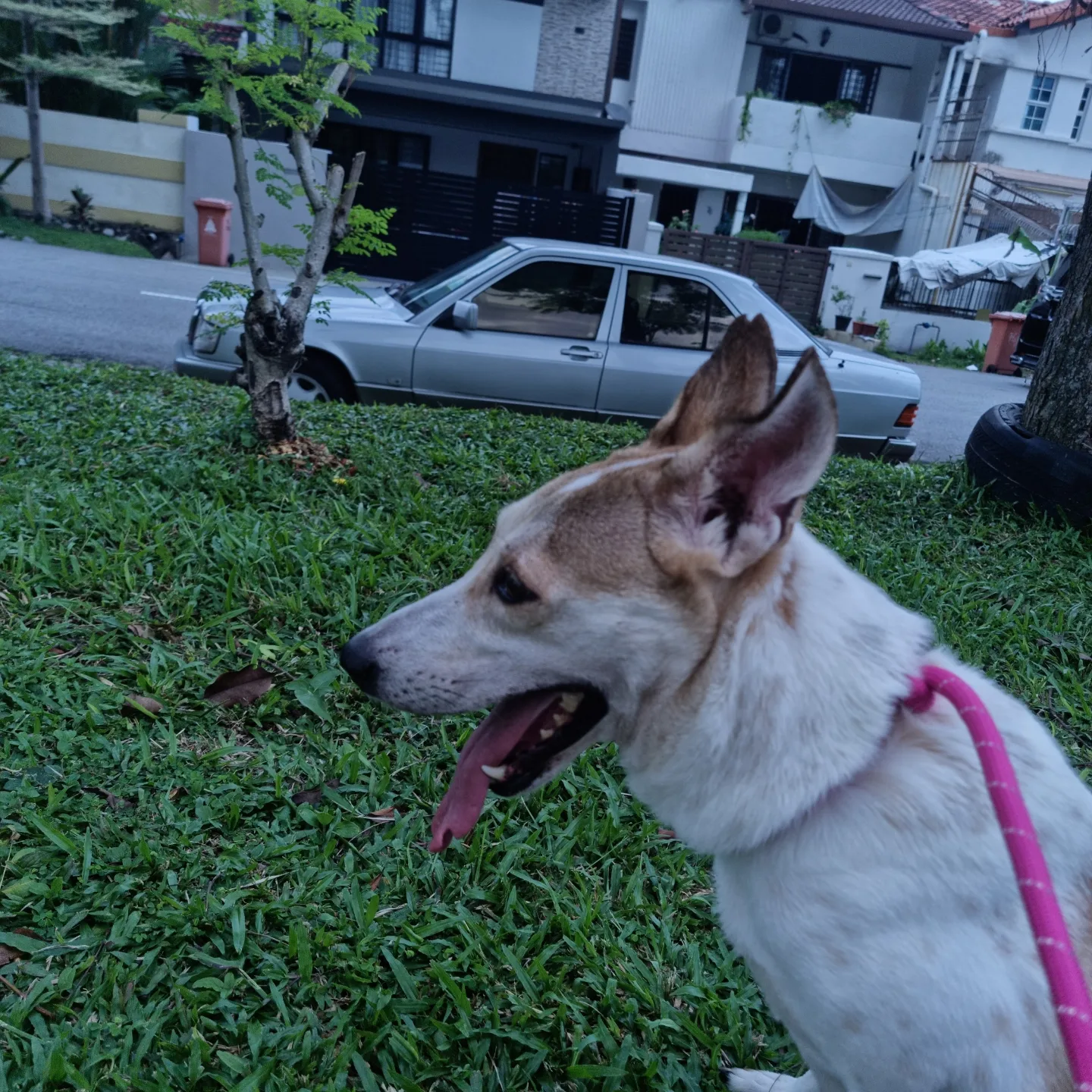 Clarice The Tripod - Mixed Breed Dog