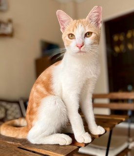 Orange The Lap-cat🍊 - Domestic Short Hair Cat