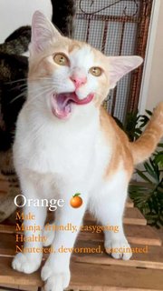 Orange The Lap-cat🍊 - Domestic Short Hair Cat