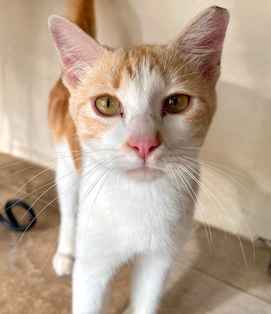 Orange The Lap-cat🍊 - Domestic Short Hair Cat