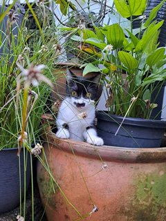 Meow - Domestic Short Hair Cat