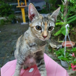 Shadow (Boy) &amp; Simba (Girl) - Domestic Short Hair Cat