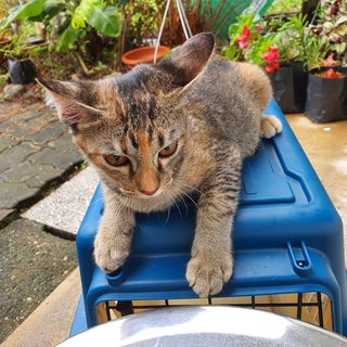 Shadow (Boy) &amp; Simba (Girl) - Domestic Short Hair Cat