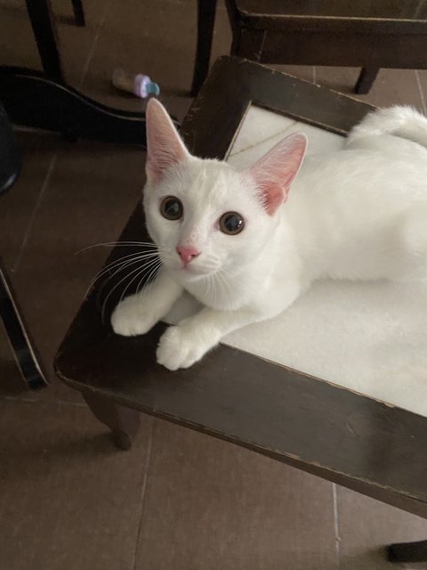 Luna - Turkish Angora + Domestic Short Hair Cat