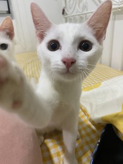 Luna - Turkish Angora + Domestic Short Hair Cat