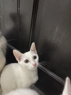 Luna - Turkish Angora + Domestic Short Hair Cat