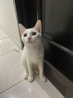 Luna - Turkish Angora + Domestic Short Hair Cat