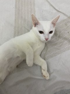 Luna - Turkish Angora + Domestic Short Hair Cat