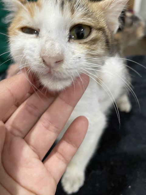 Budak - Domestic Short Hair Cat