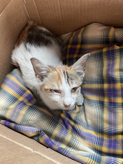 Budak - Domestic Short Hair Cat