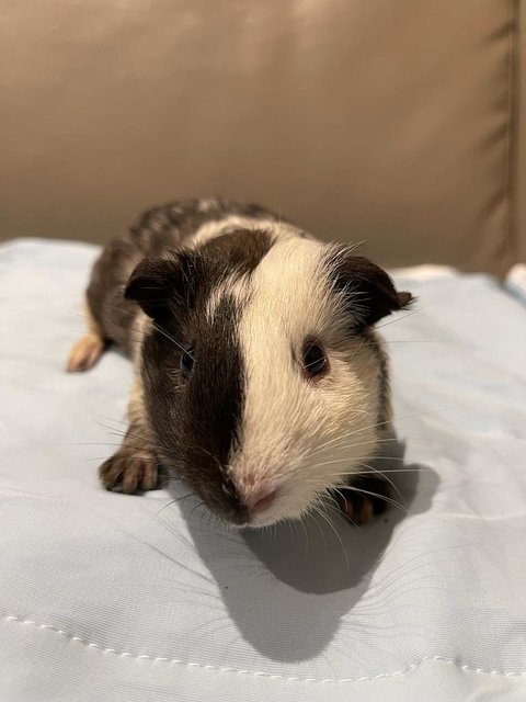 Joker, The Male Guinea Pig - Guinea Pig Small & Furry