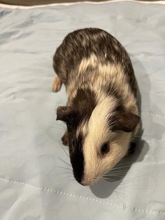 Joker, The Male Guinea Pig - Guinea Pig Small & Furry