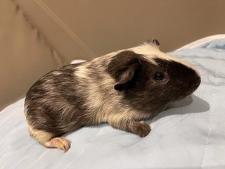 Joker, The Male Guinea Pig - Guinea Pig Small & Furry