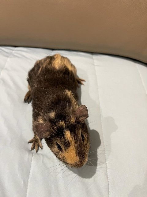 Wonton, The Male Guinea Pig - Guinea Pig Small & Furry