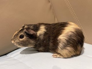 Wonton, The Male Guinea Pig - Guinea Pig Small & Furry