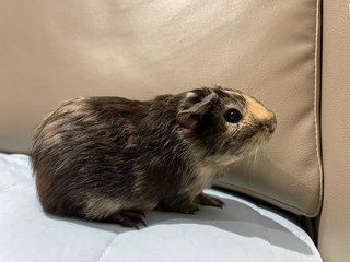 Wonton, The Male Guinea Pig - Guinea Pig Small & Furry