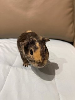 Wonton, The Male Guinea Pig - Guinea Pig Small & Furry