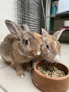 Solar - Harlequin Rabbit