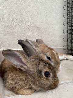 Solar - Harlequin Rabbit