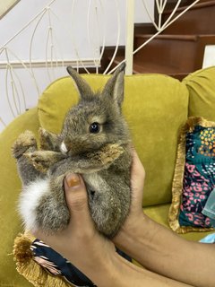 Solar - Harlequin Rabbit