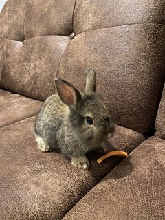 Solar - Harlequin Rabbit