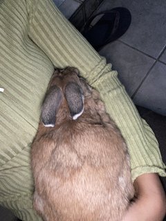 Apollo - American + Cinnamon Rabbit