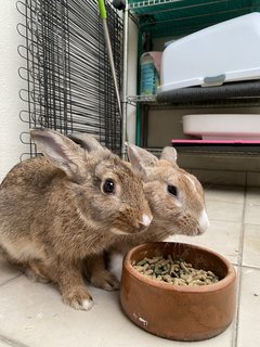 Apollo - American + Cinnamon Rabbit