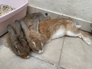 Apollo - American + Cinnamon Rabbit