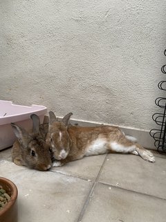 Apollo - American + Cinnamon Rabbit