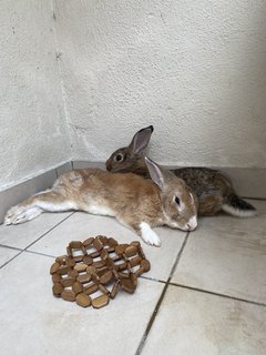 Apollo - American + Cinnamon Rabbit