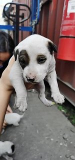 Bobonator - Mixed Breed Dog