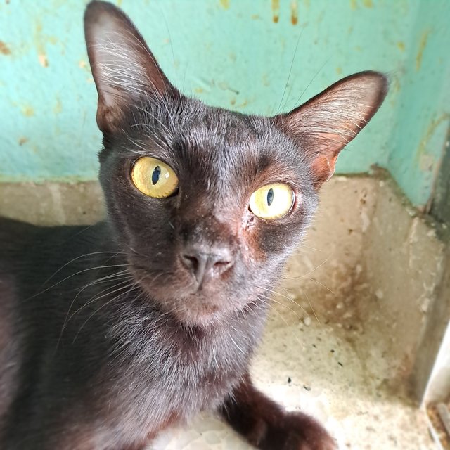 Baby - Domestic Short Hair Cat