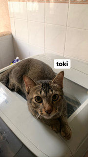 Toki, Bam Bam And Belang - Domestic Short Hair Cat