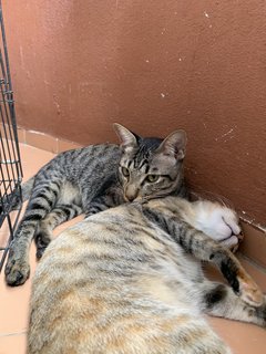 Toki, Bam Bam And Belang - Domestic Short Hair Cat