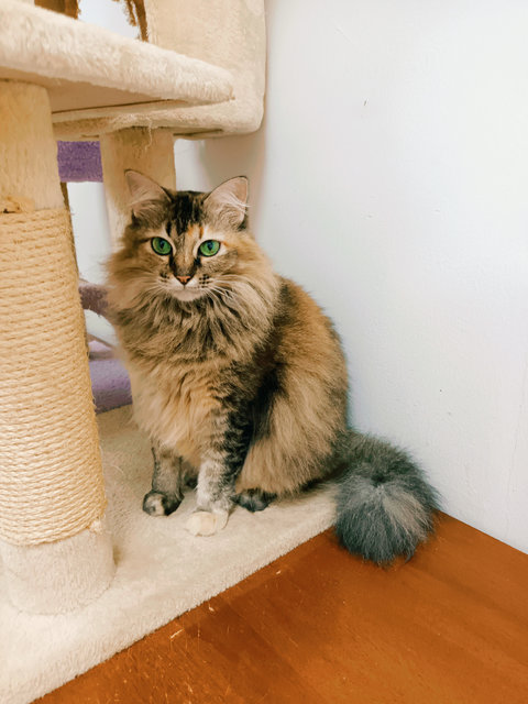 Yoma - Domestic Long Hair Cat