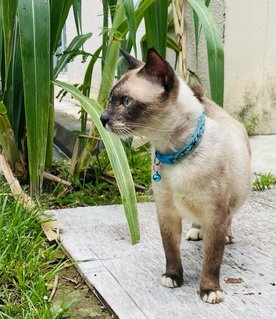 Marcus - Domestic Medium Hair + Siamese Cat