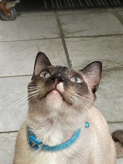 Marcus - Domestic Medium Hair + Siamese Cat