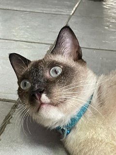 Marcus - Domestic Medium Hair + Siamese Cat