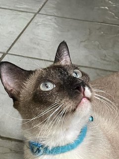 Marcus - Domestic Medium Hair + Siamese Cat