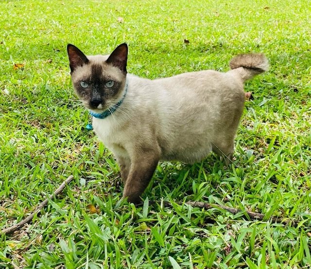 Marcus - Domestic Medium Hair + Siamese Cat