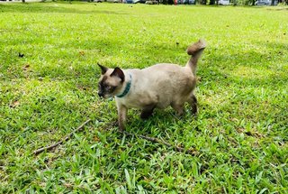 Marcus - Domestic Medium Hair + Siamese Cat