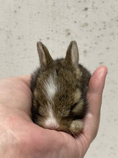 Bunny001 - Lionhead + Angora Rabbit Rabbit